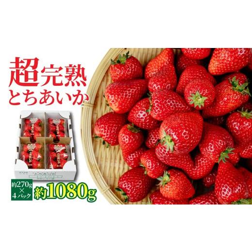ふるさと納税 いちご 栃木県 茂木町 先行受付:1月中旬以降発送 いちご 「茂木完熟いちご」 矢野農園 とちあいか レギュラーサイズ 約270g × 4パック 合計 …