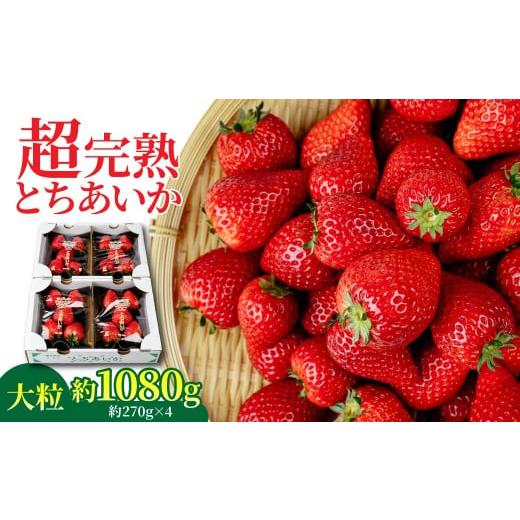 ふるさと納税 いちご 栃木県 茂木町 先行受付:1月中旬以降発送 いちご 「茂木完熟いちご」 矢野農園の とちあいか 大粒 約270g × 4パック 合計 約1080g | …