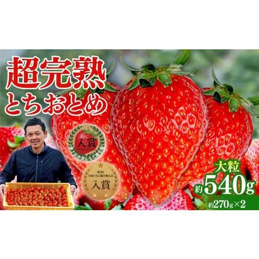ふるさと納税 いちご 栃木県 茂木町 いちご 「茂木完熟いちご」第1回いちご選手権入賞 とちおとめ 大粒 約270g × 2パック 合計 約540g 2月以降発送 | いちご …