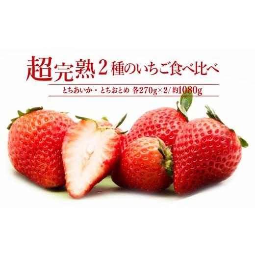 ふるさと納税 いちご 栃木県 茂木町 先行受付:2月以降発送 いちご「茂木完熟いちご」 篠崎さんが育てた とちおとめ & とちあいか レギュラーサイズ 食べ比…