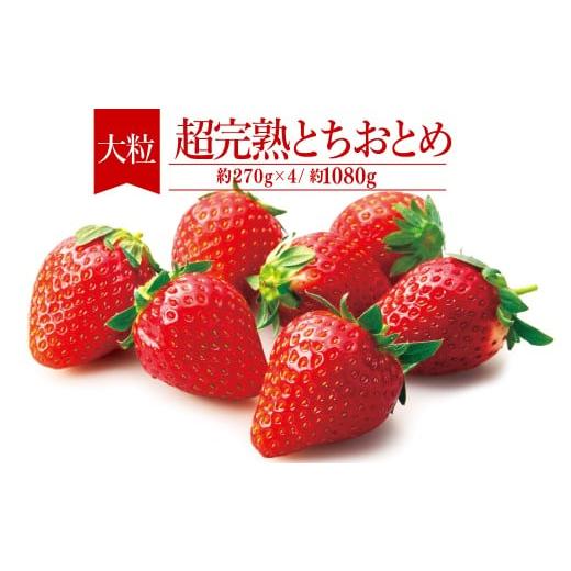 ふるさと納税 いちご 栃木県 茂木町 先行受付:1月中旬以降発送 いちご「茂木完熟いちご」 篠崎さんが育てた 朝どれ とちおとめ 大粒 約270g × 4パック 合…