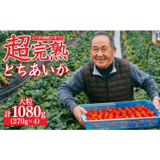 ふるさと納税 いちご 栃木県 茂木町 先行受付:2月以降発送 いちご「茂木完熟いちご」師匠が育てた朝採れとちあいか 大粒 約270g × 4パック 合計約1080g | …