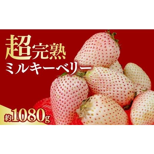 ふるさと納税 いちご 栃木県 茂木町 いちご 選手権金賞農園の 厳選&amp;完熟『幻のミルキーベリー』レギュラー 約270g ×4パック 合計1080g 2月以降発送 | い…