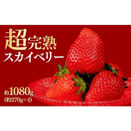 ふるさと納税 いちご 栃木県 茂木町 先行受付:2月以降発送 いちご 鈴木ファームの朝摘み厳選『スカイベリー』レギュラーサイズ 約270g × 4パック 合計 約10…