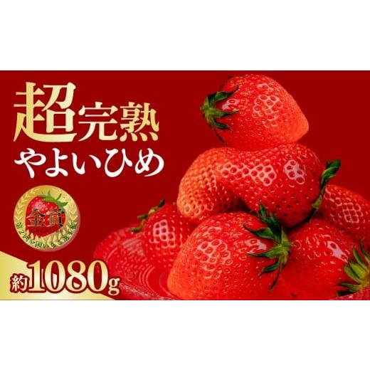 ふるさと納税 いちご 栃木県 茂木町 先行受付:2月以降発送 いちご 鈴木ファームの完熟&朝摘み やよいひめ レギュラーサイズ 約270g × 4パック 合計 約1080…