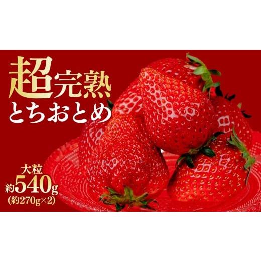 ふるさと納税 いちご 栃木県 茂木町 先行受付:1月中旬以降発送 鈴木ファームの厳選&amp;完熟&amp;朝摘み とちおとめ 大粒 540g(2パック) | いちご イチゴ 苺…