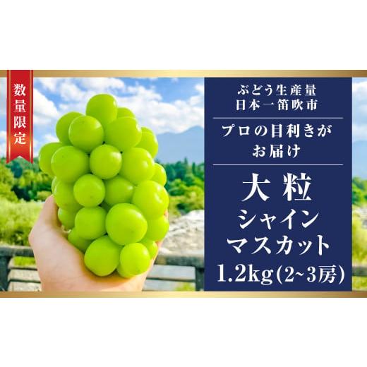 ふるさと納税 ぶどう マスカット 山梨県 笛吹市 2026年発送 先行予約 高級ぶどう シャインマスカット 1.2kg(2〜3房入り) 103-001-26y ふるさと納税 シ…