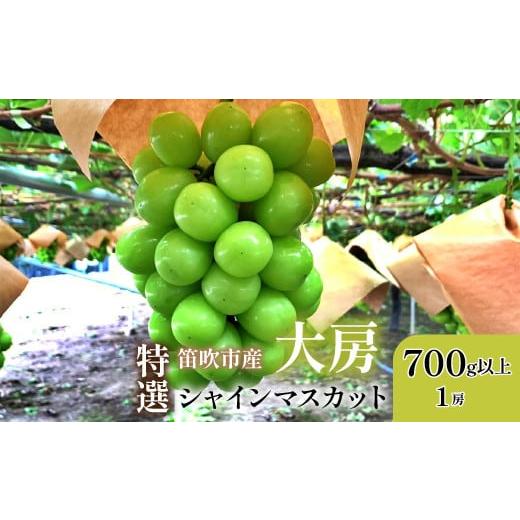 ふるさと納税 ぶどう マスカット 山梨県 笛吹市 2026年発送 先行予約 山梨県笛吹市 特選 旬の採れたてシャインマスカット 700g以上 1房 105-013-26y 2026年…