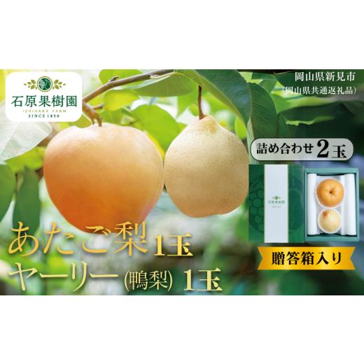 ふるさと納税 梨 岡山県 新見市 詰め合わせ 2玉 贈答箱 赤秀 あたご梨1玉・ヤーリー(鴨梨)1玉 先行予約 2026年11月中旬から順次発送