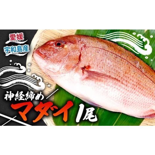 ふるさと納税 寿司 愛媛県 宇和島市 真鯛 1尾 宇和海産 神経締め こもこもShop 神経〆 まるごと 海の鯛陽 鯛 マダイ タイ 養殖 刺身 お刺身 お刺し身 刺し身 …