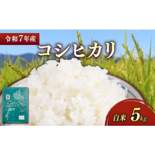 ふるさと納税 米 コシヒカリ 滋賀県 彦根市 令和7年 彦根産 コシヒカリ 5kg こしひかり お米 白米 精米 米 こめ おこめ コメ ご飯 ごはん コシヒカリ おすすめ…