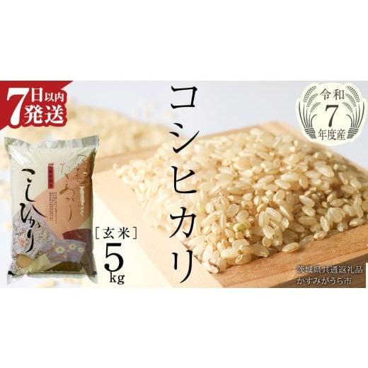ふるさと納税 米 コシヒカリ 茨城県 桜川市 令和7年産 コシヒカリ 玄米 5kg ( 5kg × 1袋 ) (茨城県共通返礼品 かすみがうら市) 最短7営業日以内発送 新米 米…