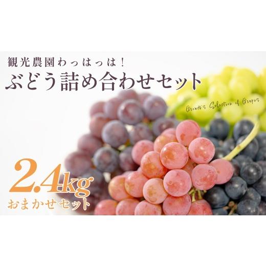 ふるさと納税 果物類 ぶどう 高知県 大月町 おまかせぶどう 詰め合わせ 2.4kg 贅沢セット 4房以上 朝採れ ブドウ 葡萄 シャインマスカット 雄宝 ピオーネ ジュ…