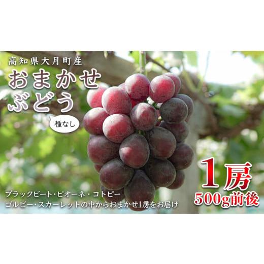 ふるさと納税 ぶどう 高知県 大月町 2026年8・9月発送 ぶどう 種なし おまかせ 1房 (500g) ブドウ 葡萄 グレープ 厳選 期間限定 先行予約 冷蔵 果物 くだもの…