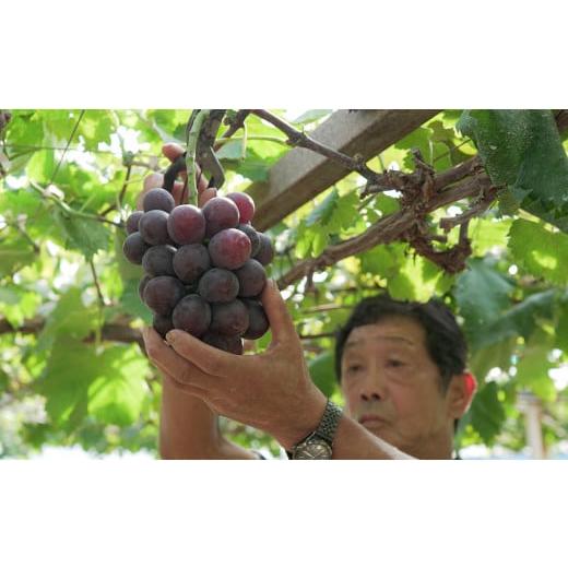 ふるさと納税 ぶどう 高知県 大月町  2026年8・9月発送 ぶどう 種なし おまかせ 1房 (500g) ブドウ 葡萄 グレープ 厳選 期間限定 先行予約 冷蔵 果物 くだもの…_4
