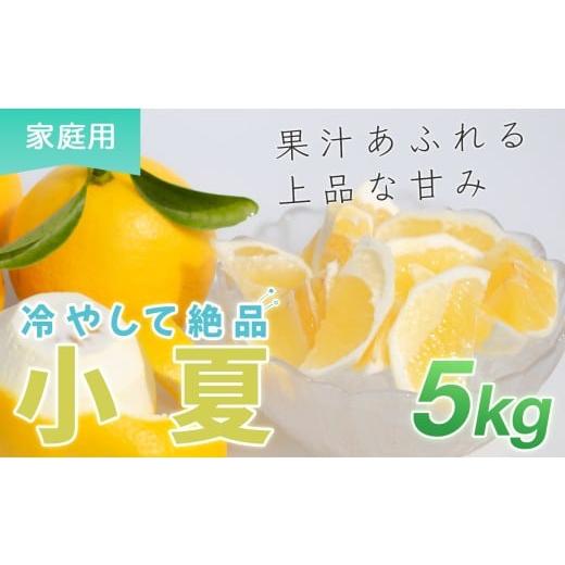 ふるさと納税 みかん・柑橘類 高知県 大月町 小夏 5kg 家庭用 日向夏 ニューサマーオレンジ 柑橘 みかん ノーワックス こなつ くだもの 果物 産直 旬の果物 お…