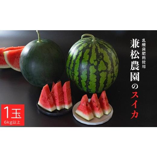 ふるさと納税 スイカ 高知県 大月町 朝採れ すいか 1玉 大玉スイカ (6kg以上) 先行予約 7月中旬頃より発送 甘い あまい スイカ 西瓜 紅まくら ブラックジャ…