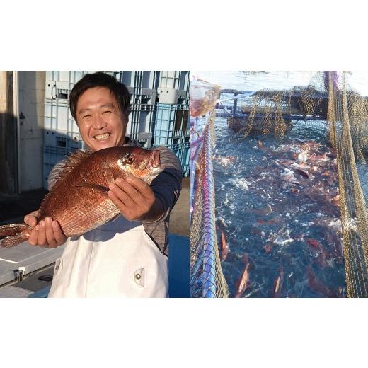 ふるさと納税 魚貝類 鯛 高知県 大月町 先行受付 朝獲れ 真鯛 フィーレ 皮付き 皮なし 500g以上 刺身 冷蔵 養殖 たい タイ マダイ セット 真空パック 産地直…_3