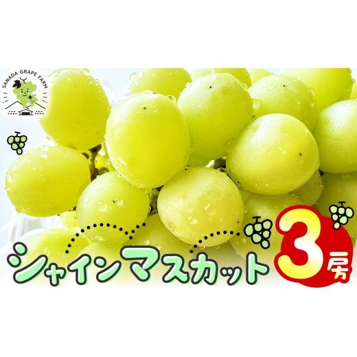 ふるさと納税 ぶどう マスカット 長野県 塩尻市 先行予約 シャインマスカット 3房 9月中旬頃〜出荷予定 | シャイン ぶどう 葡萄 ブドウ くだもの 果物 フルー…