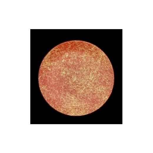 ふるさと納税 陶磁器・漆器・ガラス 和歌山県 海南市 フラットプレート(D) 乱糸(マット仕上げ)本朱 本朱