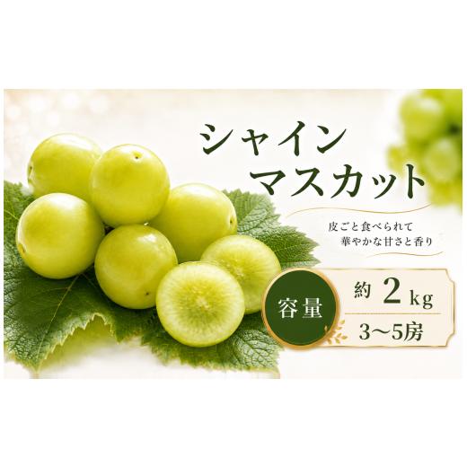 ふるさと納税 ぶどう マスカット 長野県 小布施町 先行受付 シャインマスカット 約2kg (3〜5房) 2026年9月上旬〜11月上旬発送 [新規就農者応援コース 幸作…