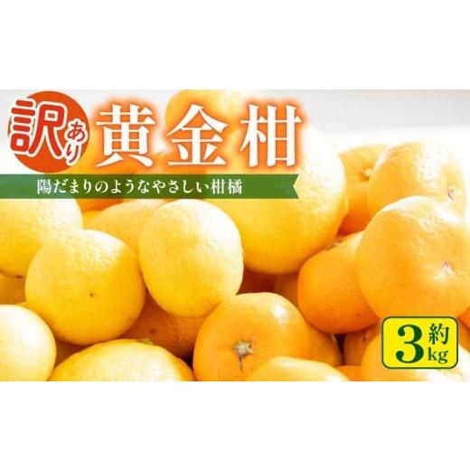 ふるさと納税 みかん・柑橘類 静岡県 牧之原市 訳あり 黄金柑 3kg 低農薬 無化学肥料 みかん ミカン おうごんかん フルーツ 果物 くだもの 柑橘 かんきつ ビタ…