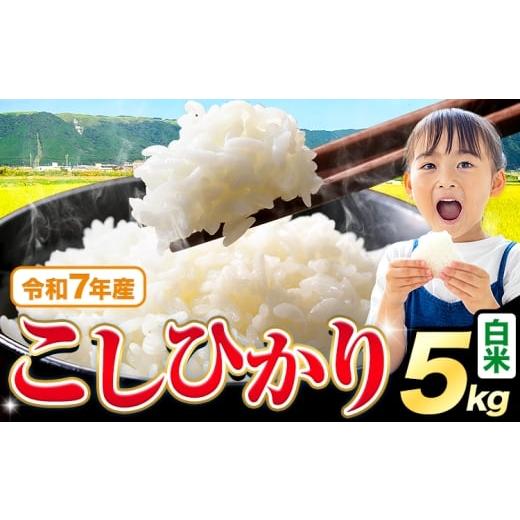ふるさと納税 米 コシヒカリ 熊本県 苓北町 令和7年産 白米 こしひかり 5kg[7-14日以内に出荷予定(土日祝を除く)]熊本県産 ふるさと納税 無洗米 白米 精米 …
