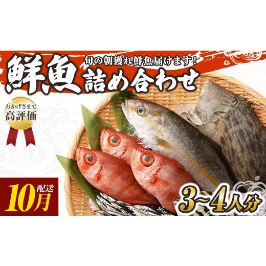 ふるさと納税 旬の鮮魚等 高知県 土佐清水市 旬の朝獲れ鮮魚詰め合わせ 2026年10月配送 着日指定不可 鮮魚 直送 ボックス 詰め合わせ 以布利定置網 漁師直送 …