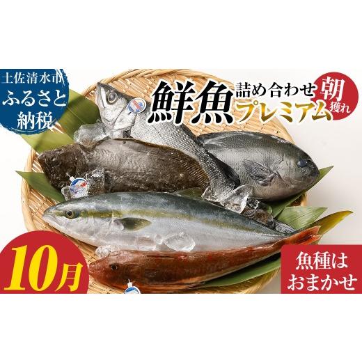 ふるさと納税 旬の鮮魚等 高知県 土佐清水市 旬の朝獲れ鮮魚詰め合わせ(プレミアム) 2026年10月配送 着日指定不可 鮮魚 ボックス 詰め合わせ 以布利定置網 …