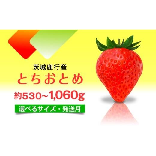 ふるさと納税 いちご 茨城県 鉾田市 1月発送 とちおとめ いちご 茨城県産 530g〜1.06kg 選べるサイズ 1月〜4月発送 レビューキャンペーン 農家直送 新鮮 苺 …