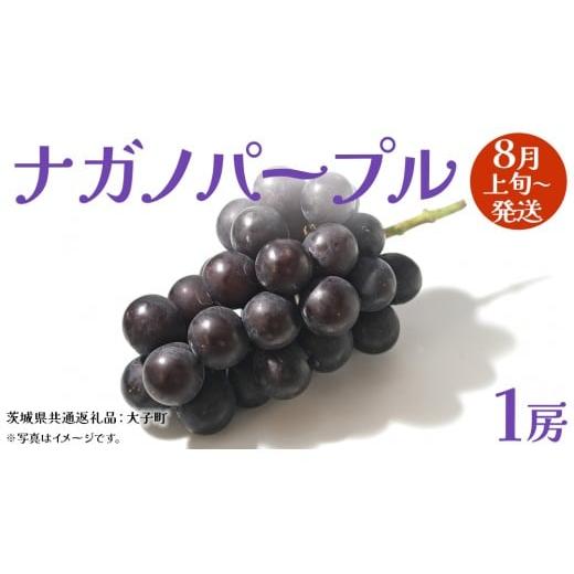 ふるさと納税 ぶどう 茨城県 牛久市 ナガノパープル 1房 2026年8月上旬発送開始 (茨城県共通返礼品:大子町) ぶどう 葡萄 ブドウ 果物 フルーツ 果実 ナガノパ…