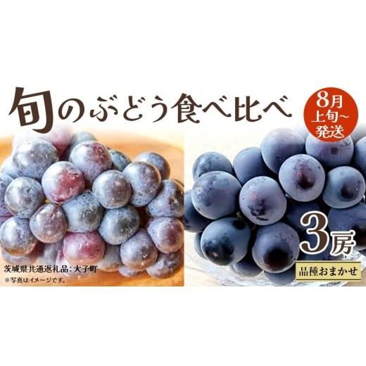 ふるさと納税 ぶどう 茨城県 牛久市 旬な ぶどう 食べ比べ 700g × 3房 2026年8月上旬発送開始 (茨城県共通返礼品:大子町) ぶどう 葡萄 フルーツ 果物 おまか…