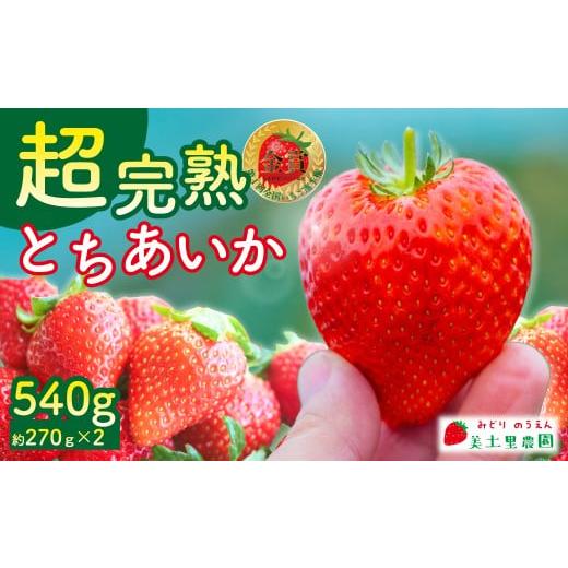 ふるさと納税 いちご 栃木県 茂木町 先行受付:2月以降発送 いちご 「茂木完熟いちご」 美土里農園の朝採れ とちあいか レギュラーサイズ 約270g × 2パック…