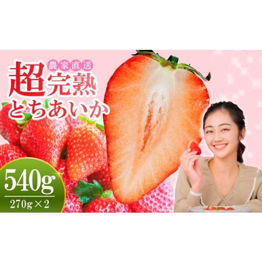 ふるさと納税 いちご 栃木県 茂木町 先行受付:2月以降発送 いちご 小島さんちの完熟 とちあいか レギュラーサイズ 約270g×2パック 合計 約540g | いちご イ…