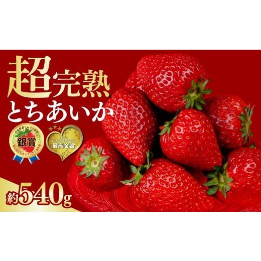 ふるさと納税 いちご 栃木県 茂木町 いちご 選手権金賞農園の 厳選&amp;完熟&amp;朝摘み とちあいか レギュラーサイズ 約270g × 2パック 合計 約540g 2月以降…