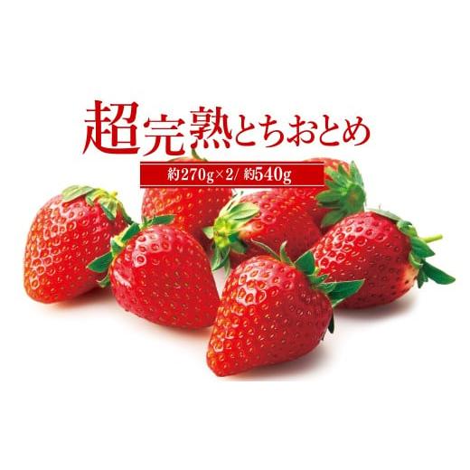 ふるさと納税 いちご 栃木県 茂木町 先行受付:1月中旬以降発送 いちご「茂木完熟いちご」 篠崎さんが育てた 朝どれ とちおとめ レギュラーサイズ 約270g ×…
