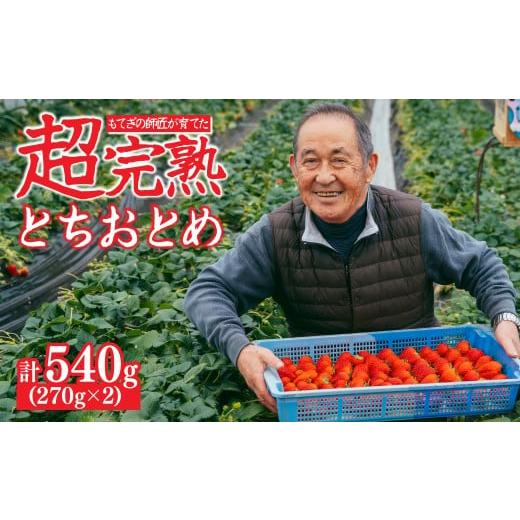 ふるさと納税 いちご 栃木県 茂木町 先行受付:1月中旬以降発送 いちご「茂木完熟いちご」師匠が育てた朝採れとちおとめ レギュラーサイズ 約270g × 2パック…