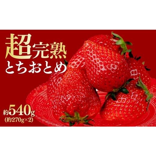 ふるさと納税 いちご 栃木県 茂木町 先行受付:1月中旬以降発送 数量限定 鈴木ファームの厳選&amp;完熟&amp;朝摘み とちおとめ レギュラーサイズ 約270g×2パ…