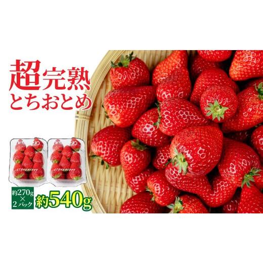 ふるさと納税 いちご 栃木県 茂木町 先行受付:1月中旬以降発送 いちご 「茂木完熟いちご」 矢野農園の とちおとめ レギュラーサイズ 約270g × 2パック 合…