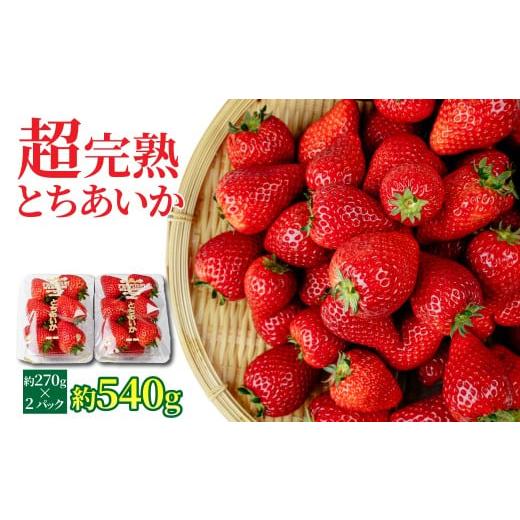 ふるさと納税 いちご 栃木県 茂木町 先行受付:1月中旬以降発送 いちご 「茂木完熟いちご」 矢野農園 とちあいか レギュラーサイズ 約270g × 2パック 合計 …