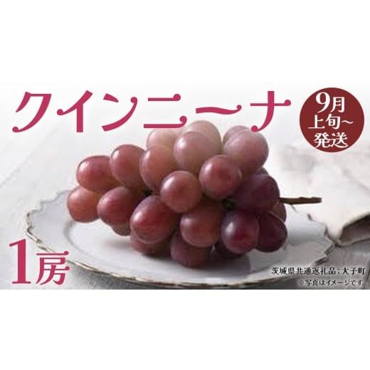 ふるさと納税 ぶどう 茨城県 牛久市 クインニーナ1房 2026年9月上旬発送開始 (茨城県共通返礼品:大子町) ぶどう 葡萄 ブドウ 果物 フルーツ 果実 クインニー…