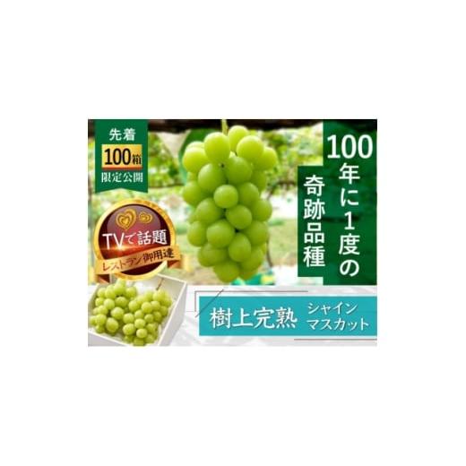 ふるさと納税 ぶどう 山梨県 山梨市 先着100箱限定 ギリギリまで完熟させた市場に出回らない『樹上完熟シャインマスカット』約2kg 1659951