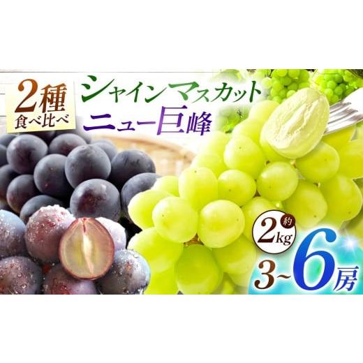 ふるさと納税 ぶどう マスカット 大分県 中津市 宮内果樹観光園のシャインマスカットとニュー巨峰 約2kg | フルーツ 果物 くだもの ぶどう ブドウ 葡萄 シャイ…