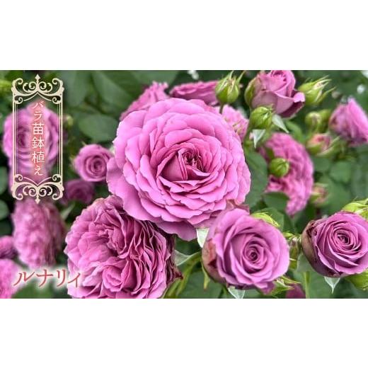ふるさと納税 雑貨・日用品 苗木 山梨県 笛吹市 2026年2月から発送 バラ苗鉢植え「ルナリィ」057-053