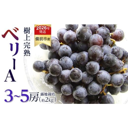 ふるさと納税 ぶどう 岡山県 備前市 2026年発送分 先行受付開始 びぜん葡萄「ベリーA」(露地栽培)約2kg(令和8年9月上旬〜9月中旬頃発送) 岡山県備前市…