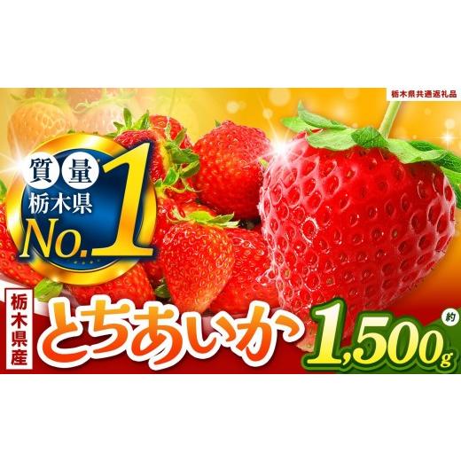 ふるさと納税 果物類 栃木県 矢板市 いちご とちあいか 厳選 1.5kg以上 2027年先行予約 | 苺 イチゴ 栃木県共通返礼品 厳選とちあいか 1.5kg|17000円
