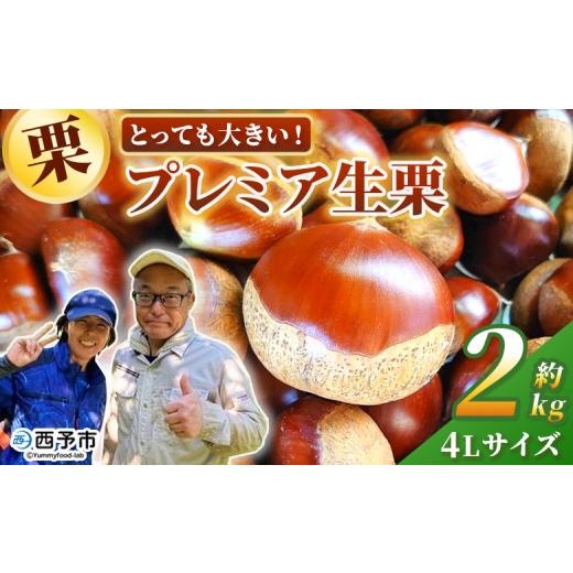 ふるさと納税 果物類 栗 愛媛県 西予市 とっても大きい プレミア生栗 4Lサイズ(約2kg) 甘い 栗 マロン 和栗 栗ごはん モンブラン 栗きんとん 甘露煮 スイー…