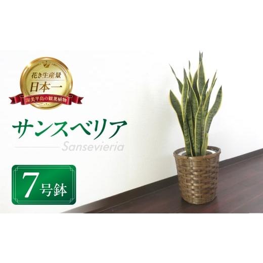 ふるさと納税 花・苗木 愛知県 田原市 サンスベリア 7号鉢 観葉植物 植物 サンスベリア 人気 おしゃれ かわいい 初心者 枯れにくい 育てやすい お手入れ 室内 …
