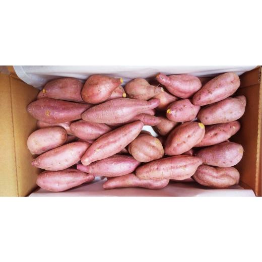 ふるさと納税 野菜類 サツマイモ 高知県 南国市  訳あり 受付は3月15日まで ミエルスイート 5キロ サツマイモ 芋 いも ミエルスィート おやつ スイーツ いも天… |  | 08