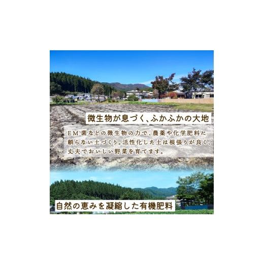 ふるさと納税 野菜類 サツマイモ 新潟県 新発田市  2027年先行予約 焼き芋 紅はるか 2.5kg 冷めても美味しい さつまいも 芋 おやつ お菓子 菓子 やきいも スイ…の画像